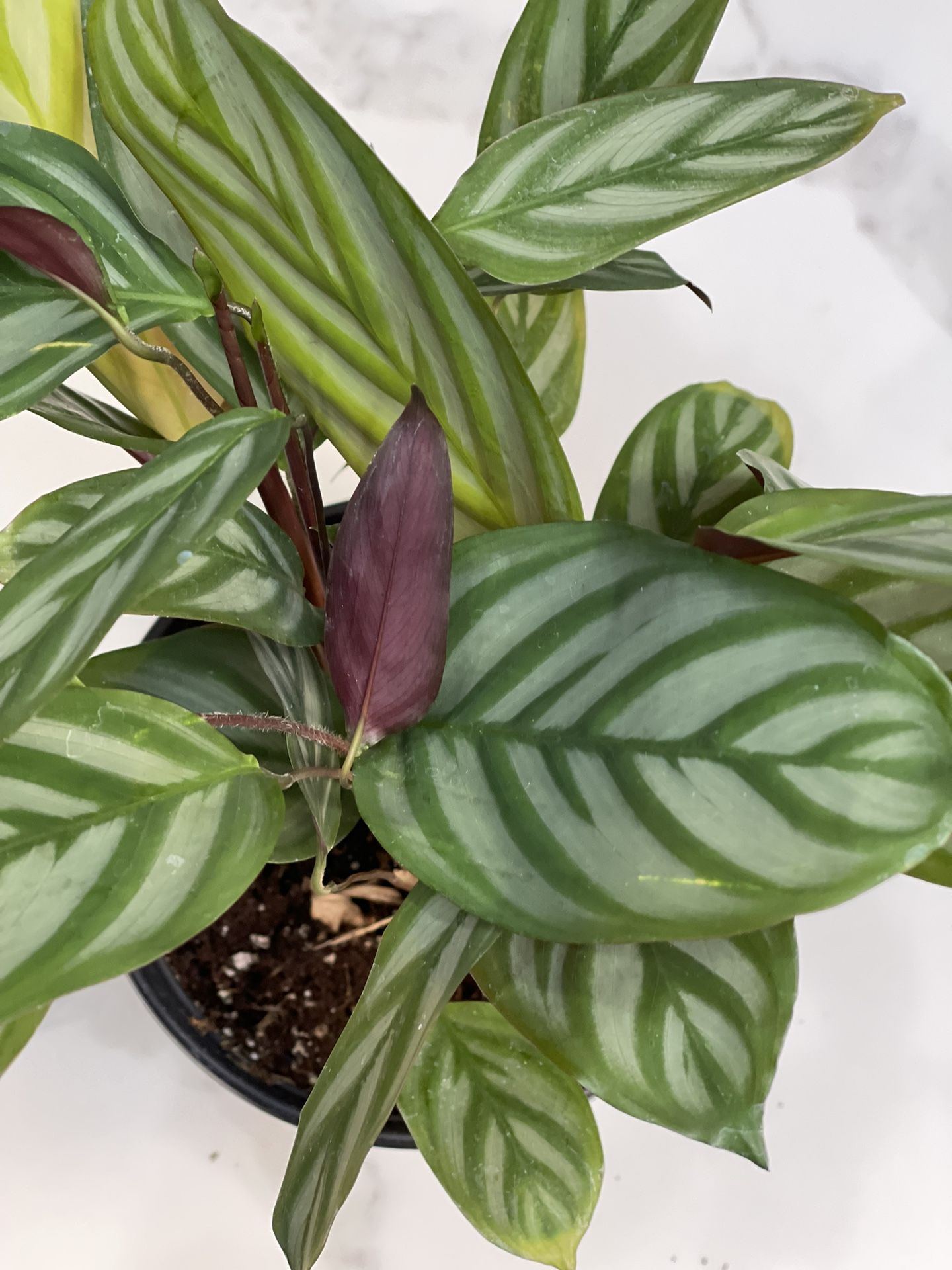 CALATHEA Prayer Plants In 6 Inches Pot