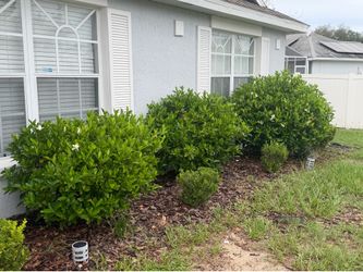 Three Gardenia Bushes