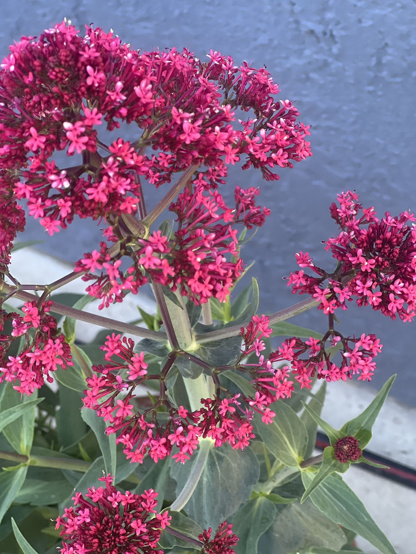 Red Valerian Plants