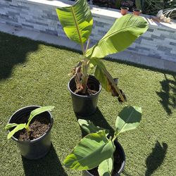 Banana Plants for sale