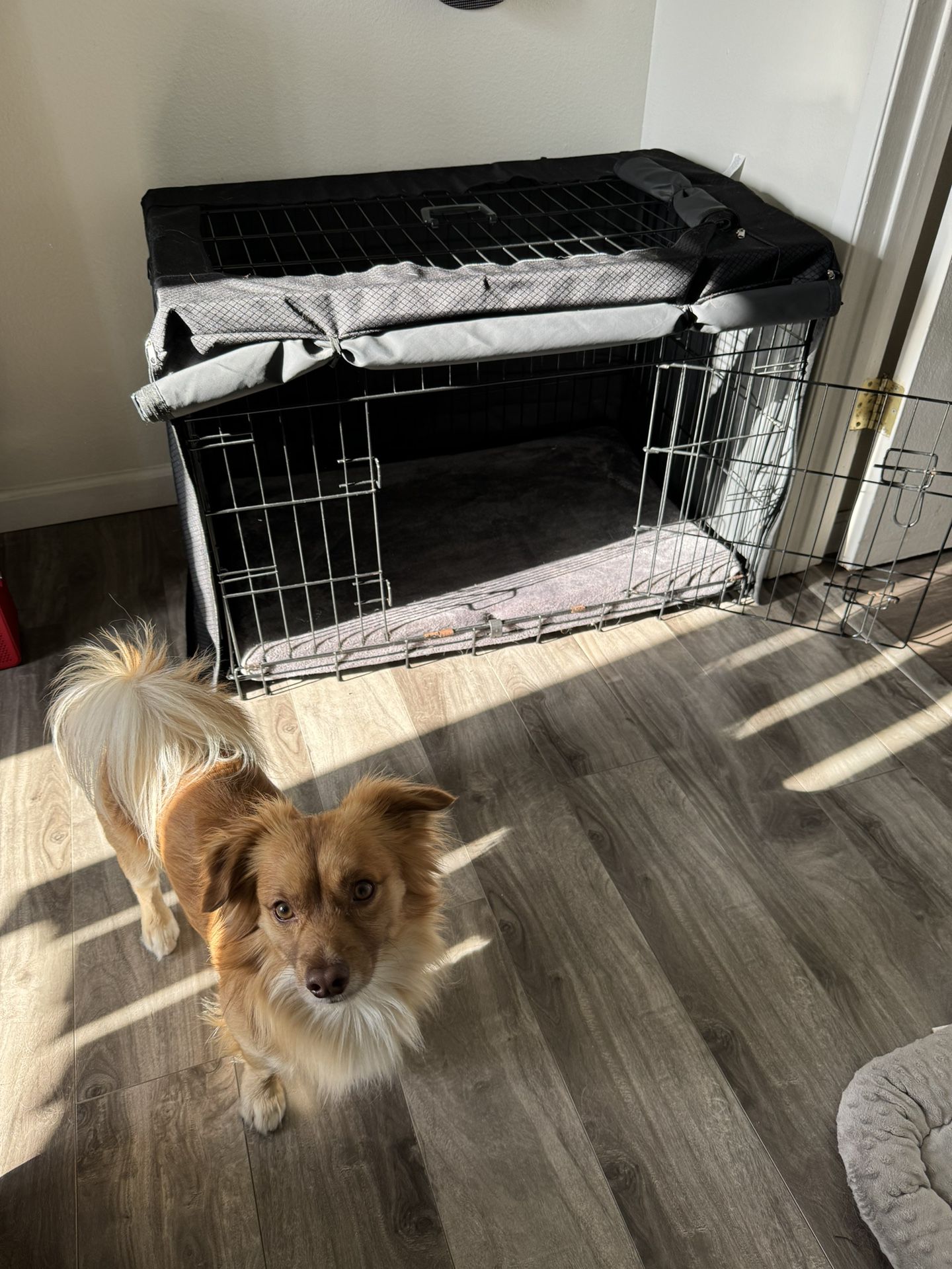 Dog Crate 36 Inch With Cover 
