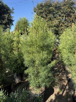 Podocarpus Gracilior Privacy Hedge