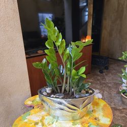ZZ Plants In 12in Wide Ceramic Pot With Stones 