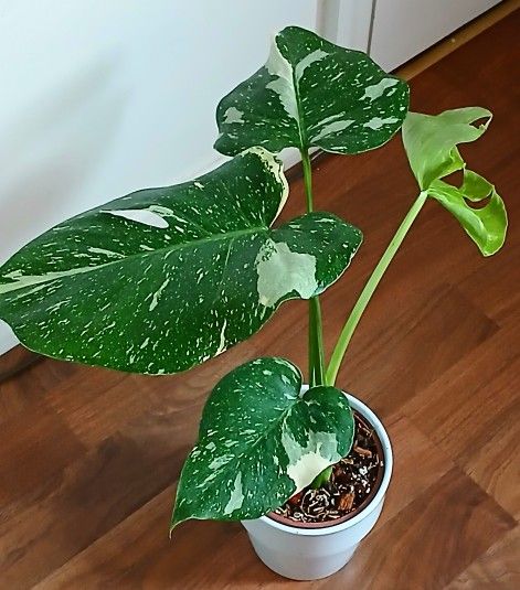 Live Healthy Monstrera Thai Constellation Beautiful Houseplants With Nursery Pot And Cramic Pot .$29