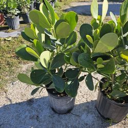 clusias podocarpus  Only  instant privacy  Hedge  for fences 