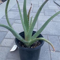 Aloe vera Large $3