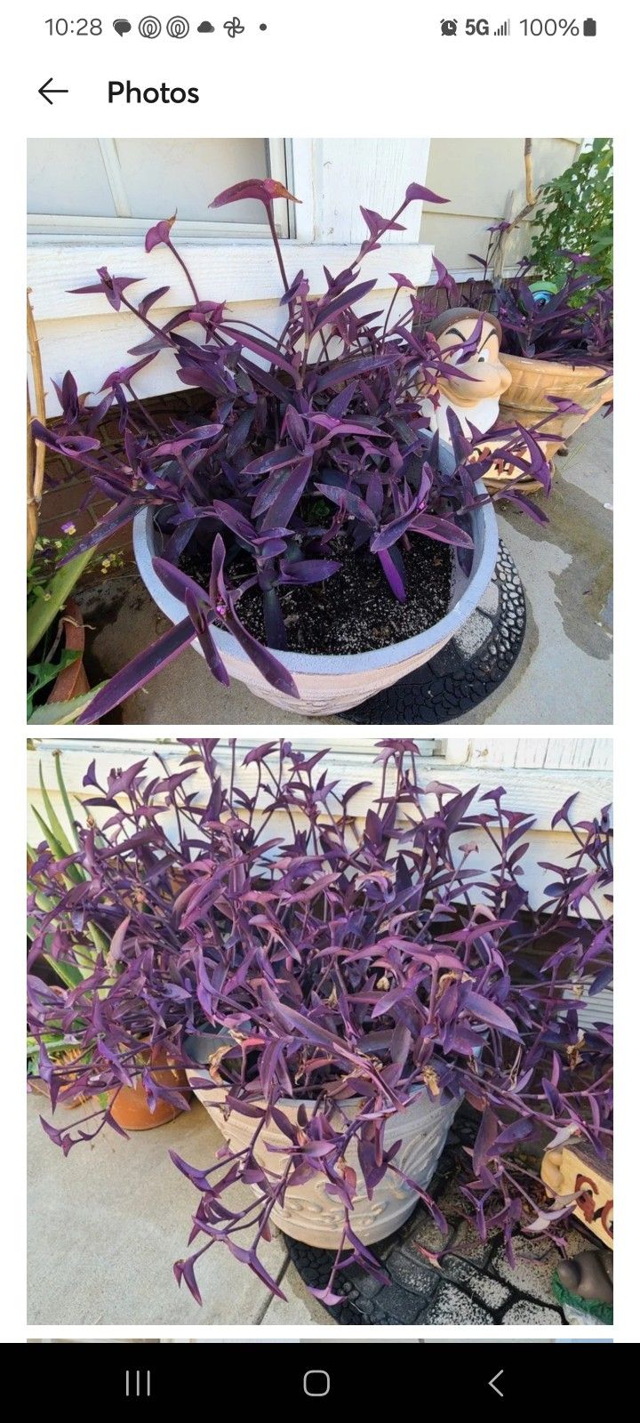 Purple Succulents with Lavender Flower In POT