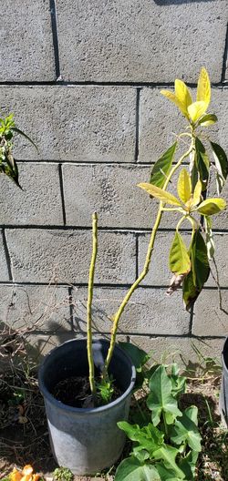 Hass Avocado Tree &Loquat Tree