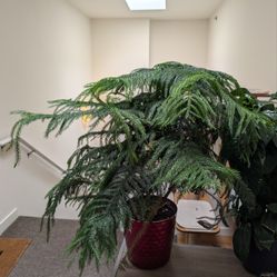 3.5 ft Norfolk Island Pine Tree House Plant - $30
