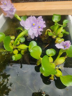 Water Hyacinth (Eichhornia Crassipes) – Live Floating Pond Plant