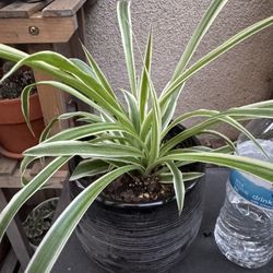 Spider Plant