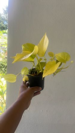 Pothos neon 4”