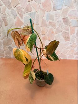 Philodendron Mican Aurea Highly Variegated Plant - 4inch #4