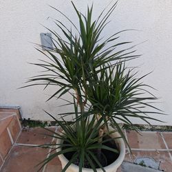 Dracaena Marginata