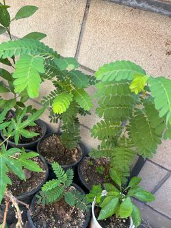 Arbol  de tamarindo