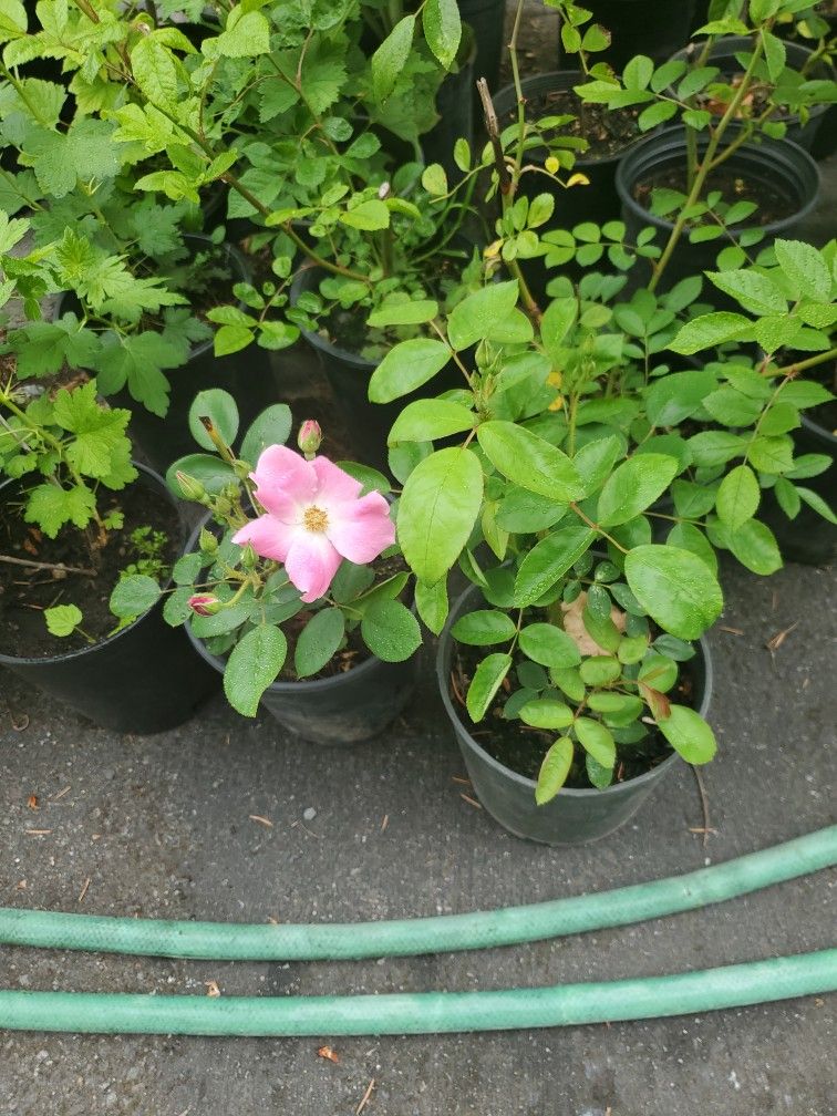 Sales Roses Each $10