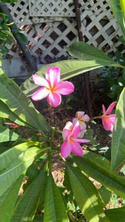 Frangipani/Plumeria