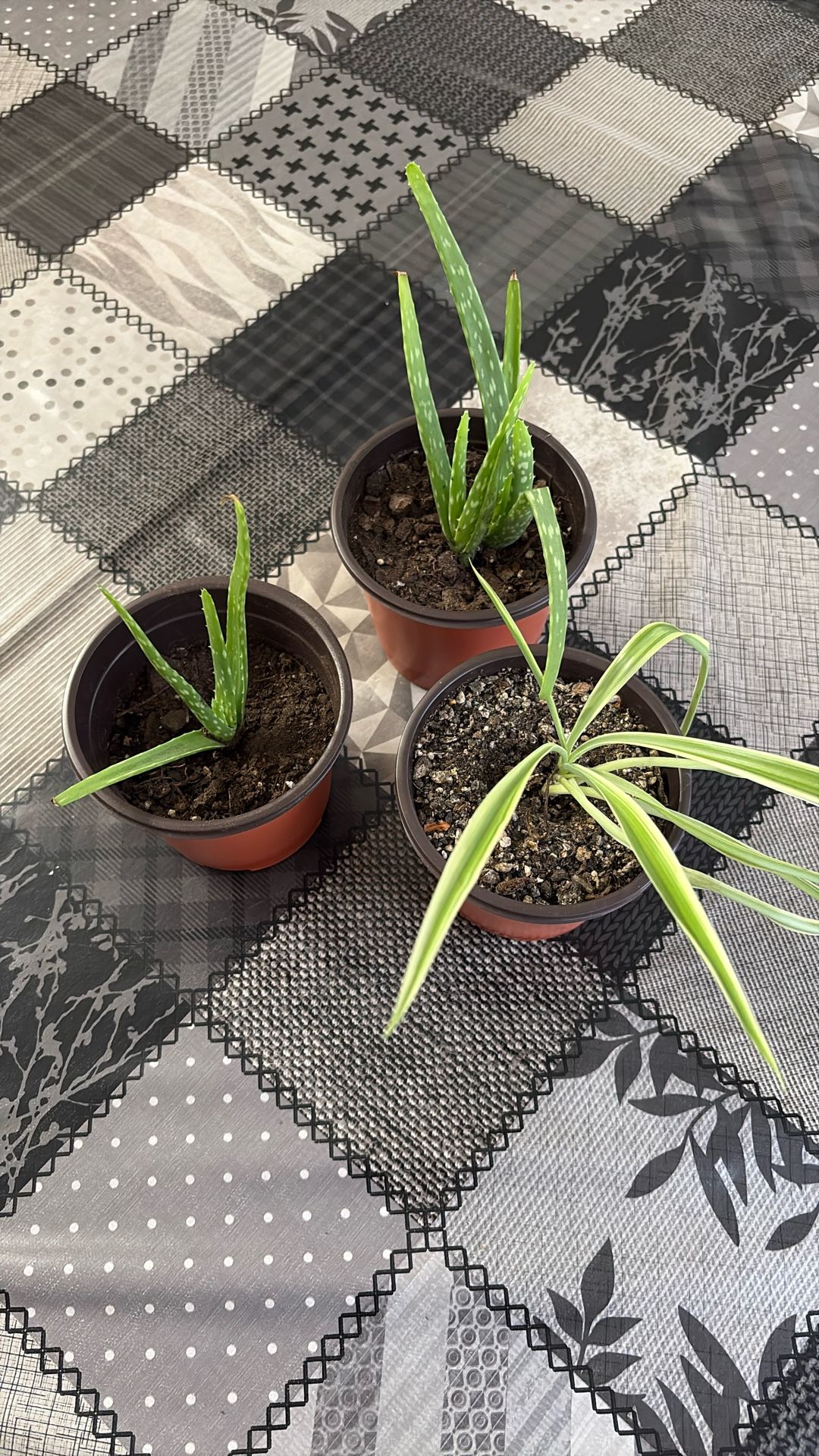Baby Aloe Vera’s And Spider Plant
