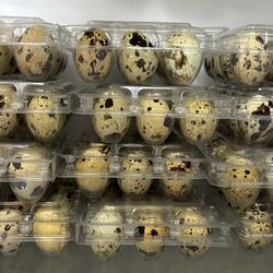 Fresh Quail Eggs 