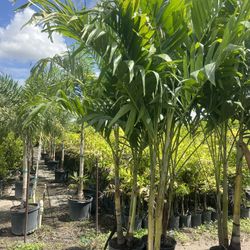 CHRISTMAS PALM (7 Gallon Pot Double or Triple) Keep landscape attractive.