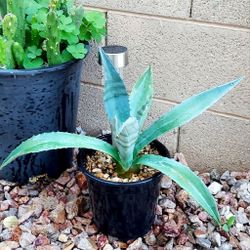 Living Plant 🌱14"H Agave Americana - Blue Agave on 7"H Pot ::: Outdoor