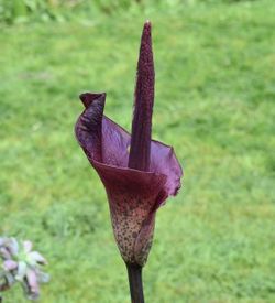Voodoo Lily Bulbs - Exotic Plant - Flower