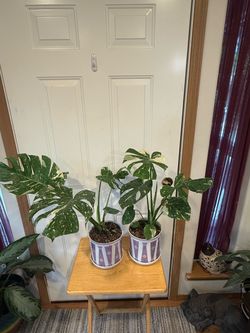 Thai constellation Monstera