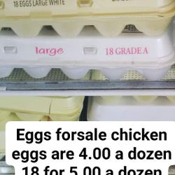 Fresh Chicken Eggs 