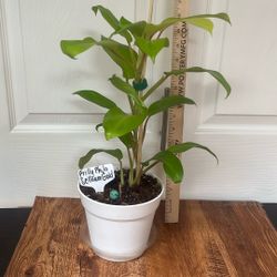 Frilly Philodendron Selloum Gold 