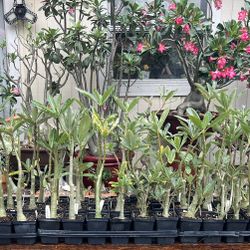 Rosa Del Desierto/ Flor de Desierto/ Desert Rose/ Adenium Obesum 
