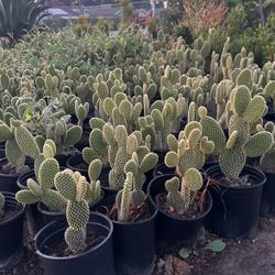 Cactus Plants
