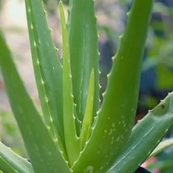 Aloe Plants Of All Sizes- Very Healthy Ones- Strong Ones-$5 And Up Big Med 