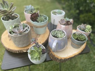 Succulents for sale