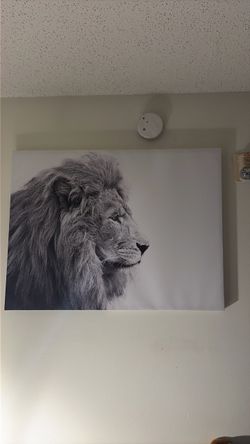 Lion portrait