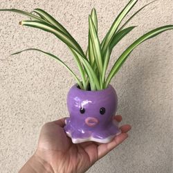 Variegated Spider Plant In Cute Octopus ð Pot