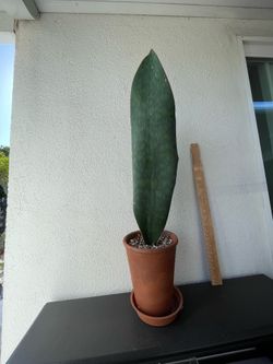 Sansevieria Masoniana ‘Whale Fin’ – Extra Tall Single-Leaf Specimen 27”-28" Tall