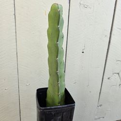 Dragon Fruit "Kip's Red"