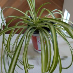 Healthy Spider Plant