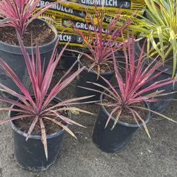 Cordyline