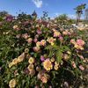 Rosalinda