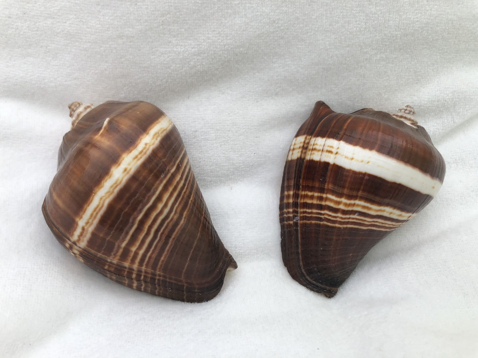 Pair of Conch Sea Shells Pacific Crown (Melongena Patula) $7 for both