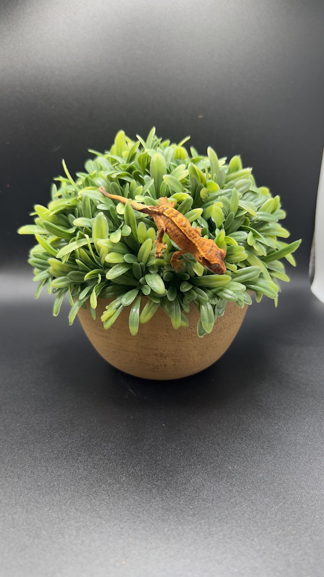 Fake Plant For Crested Gecko