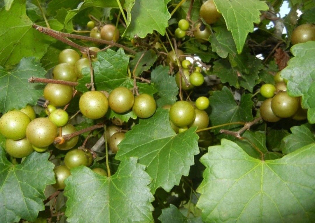 Curated visual reference: Green Muscadine Grapes Safety Reference: 25 Bronze Green Muscadine Grape Seeds For Sale In Belvedere