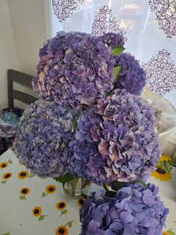 Jumbo hydrangeas