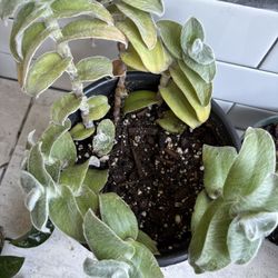 Plant.  Tradescantia sillamontana 'Gossamer Plant' 