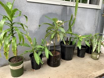 Plants For Sale