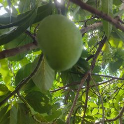 Trinidad Starch Mango Plant 