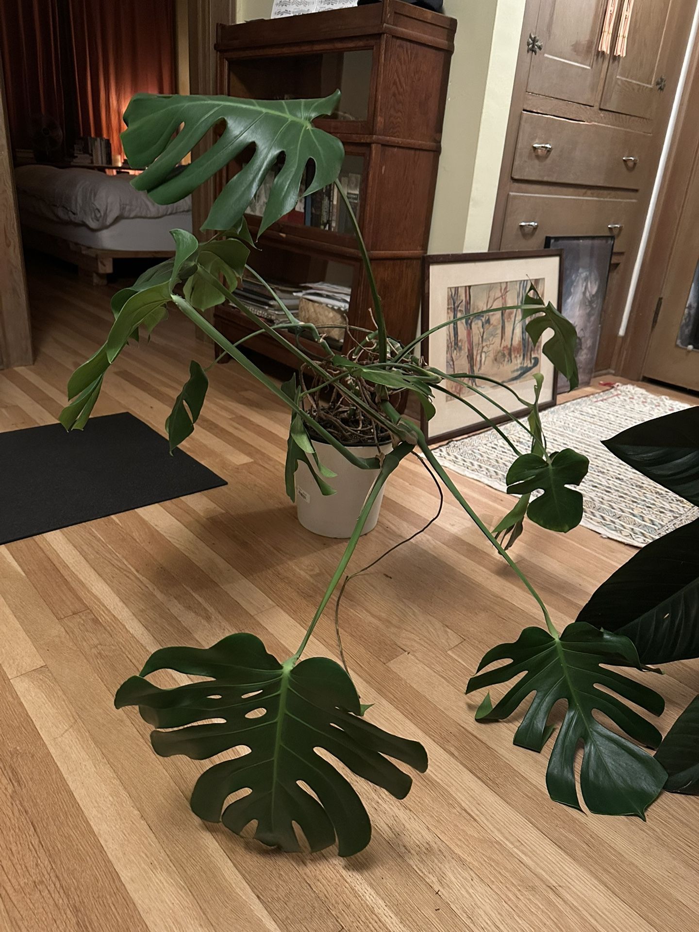 Large Monstera Plant