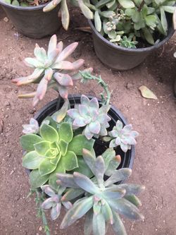 Assorted plants