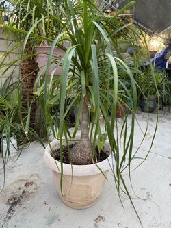 Elephant Plants / Planta de Elefante